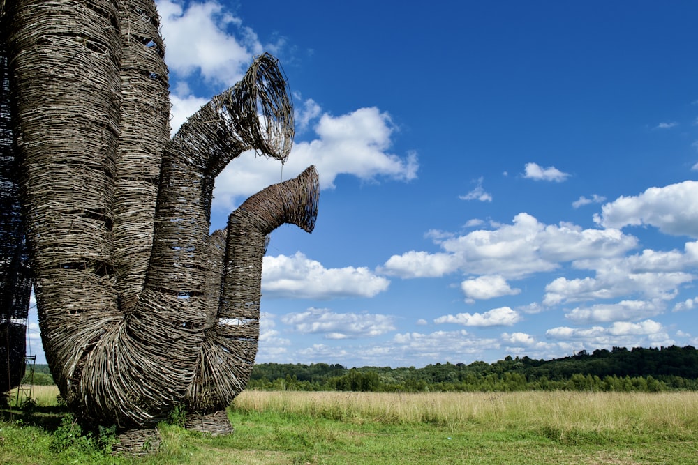 a tree trunk with a large trunk