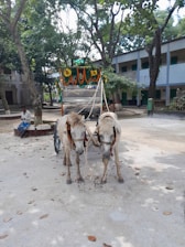 A cheerful donkey and pony standing beside a decorated beverage cart at an outdoor wedding.