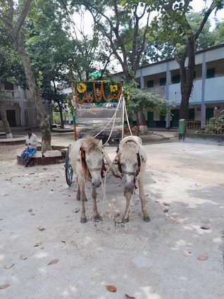 A cheerful donkey and pony standing beside a decorated beverage cart at an outdoor wedding.