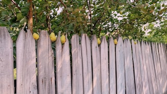 A friendly neighbor handing a basket of freshly picked pears over a wooden fence.