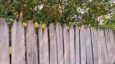 A friendly neighbor handing a basket of freshly picked pears over a wooden fence.