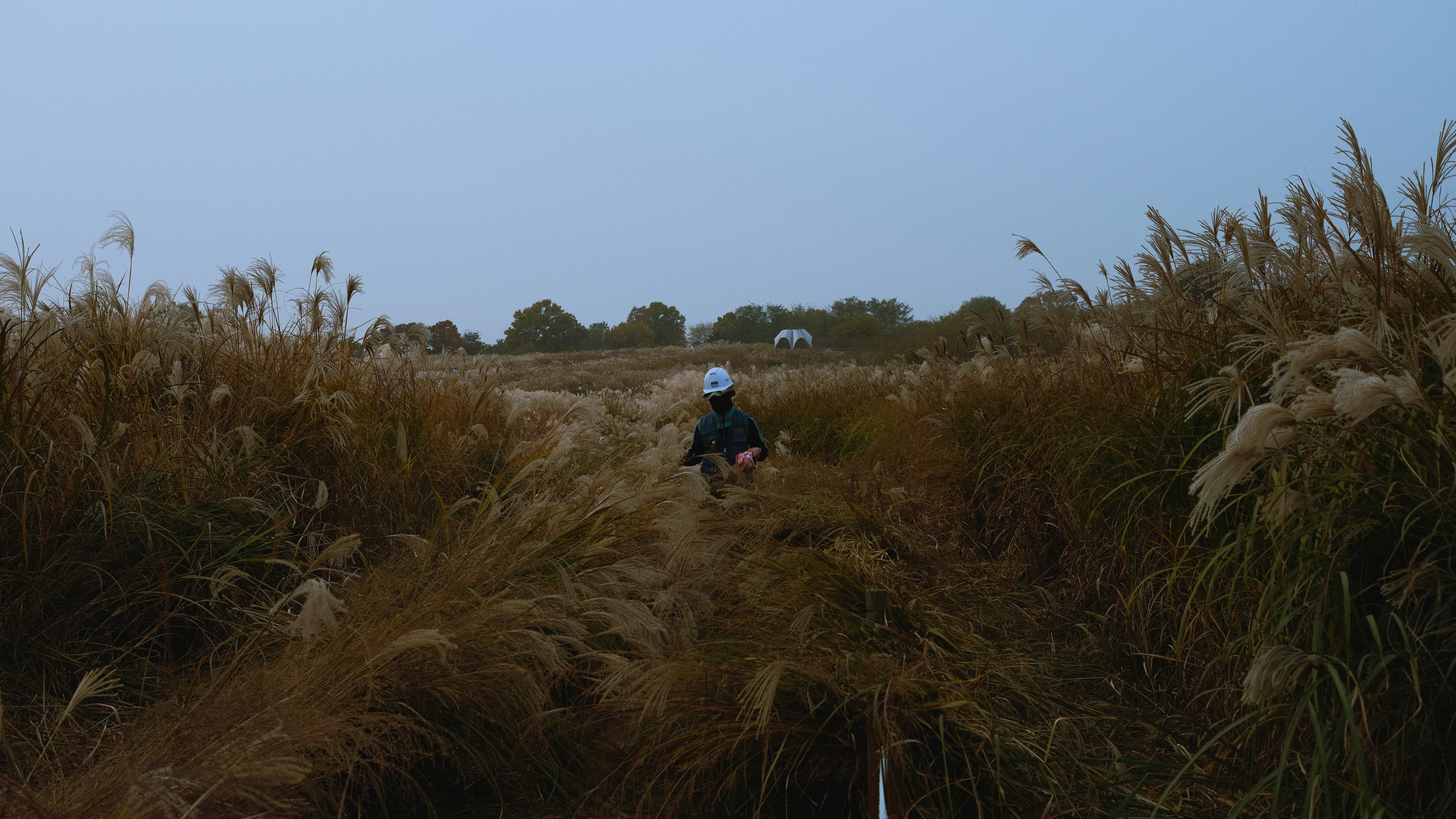 a person sitting in a field of tall grass