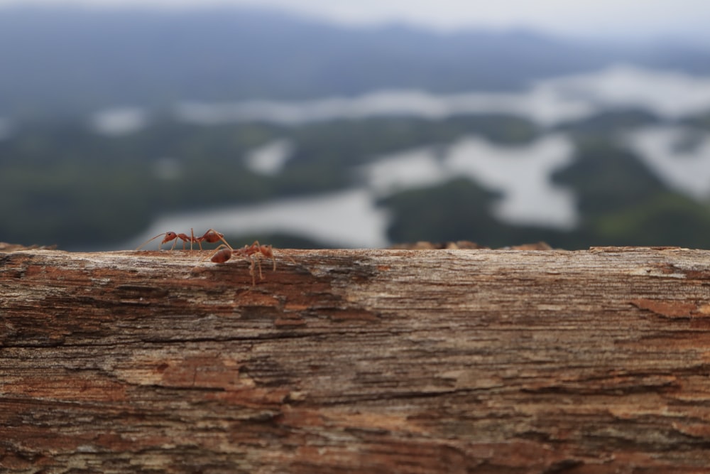 a spider on a wood surface