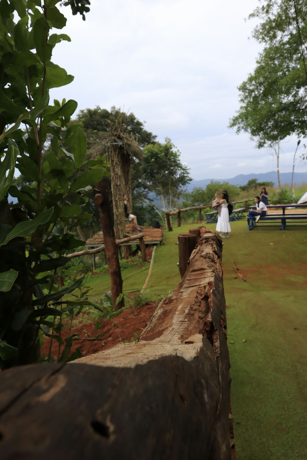 a person taking a picture of a tree stump