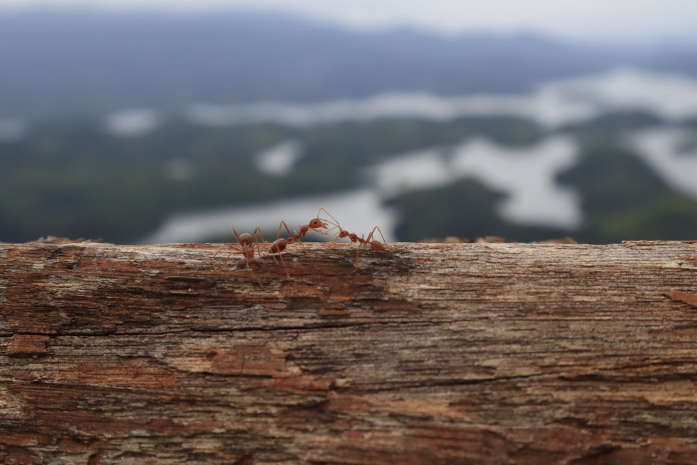 a spider on a log