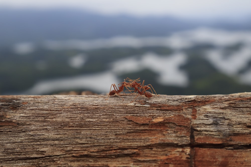 a spider on a log