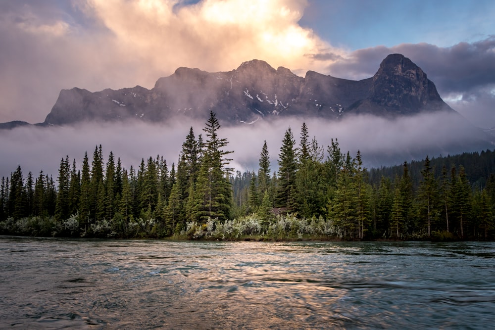 a forest of trees next to a body of water