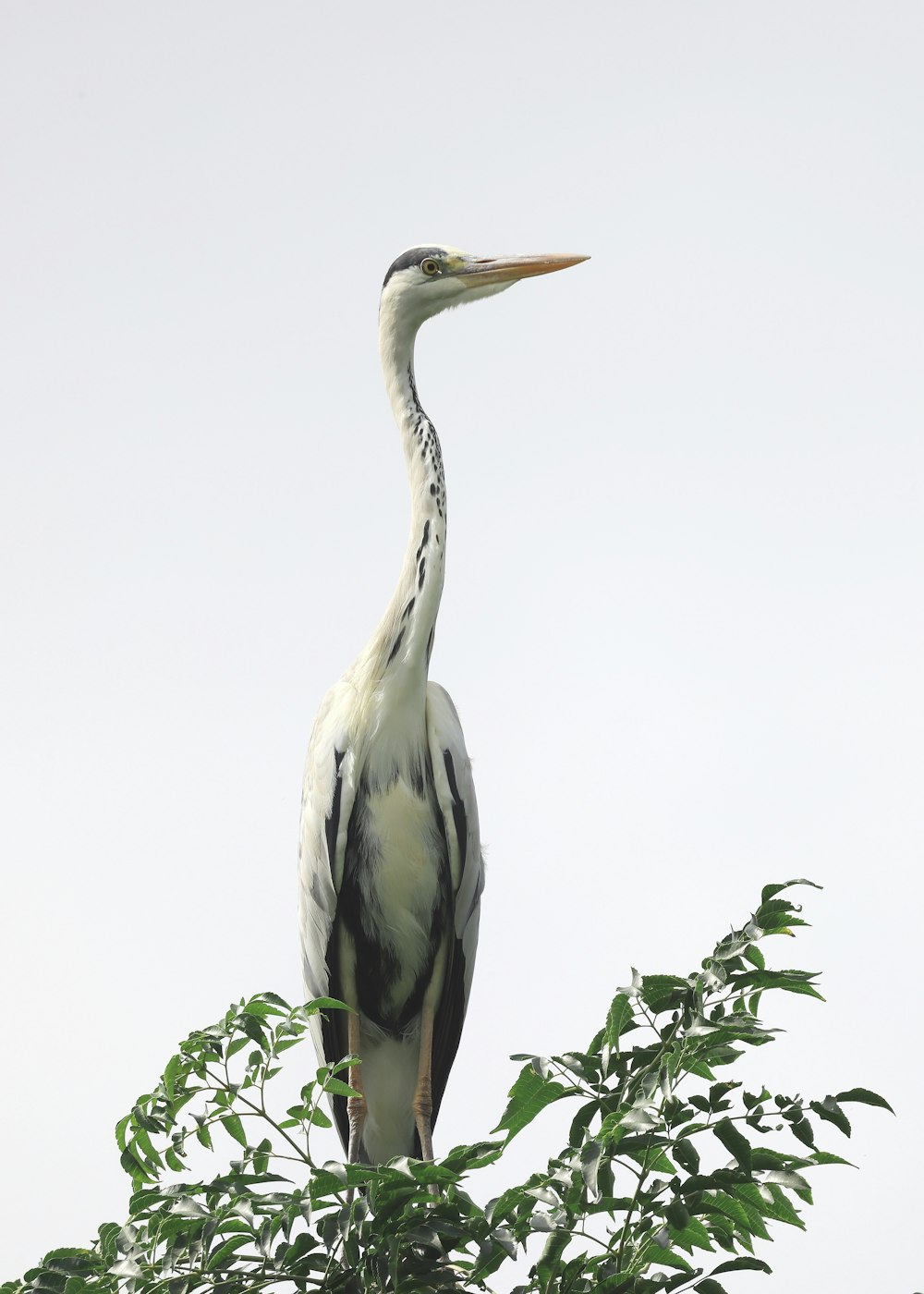 a bird standing on a branch