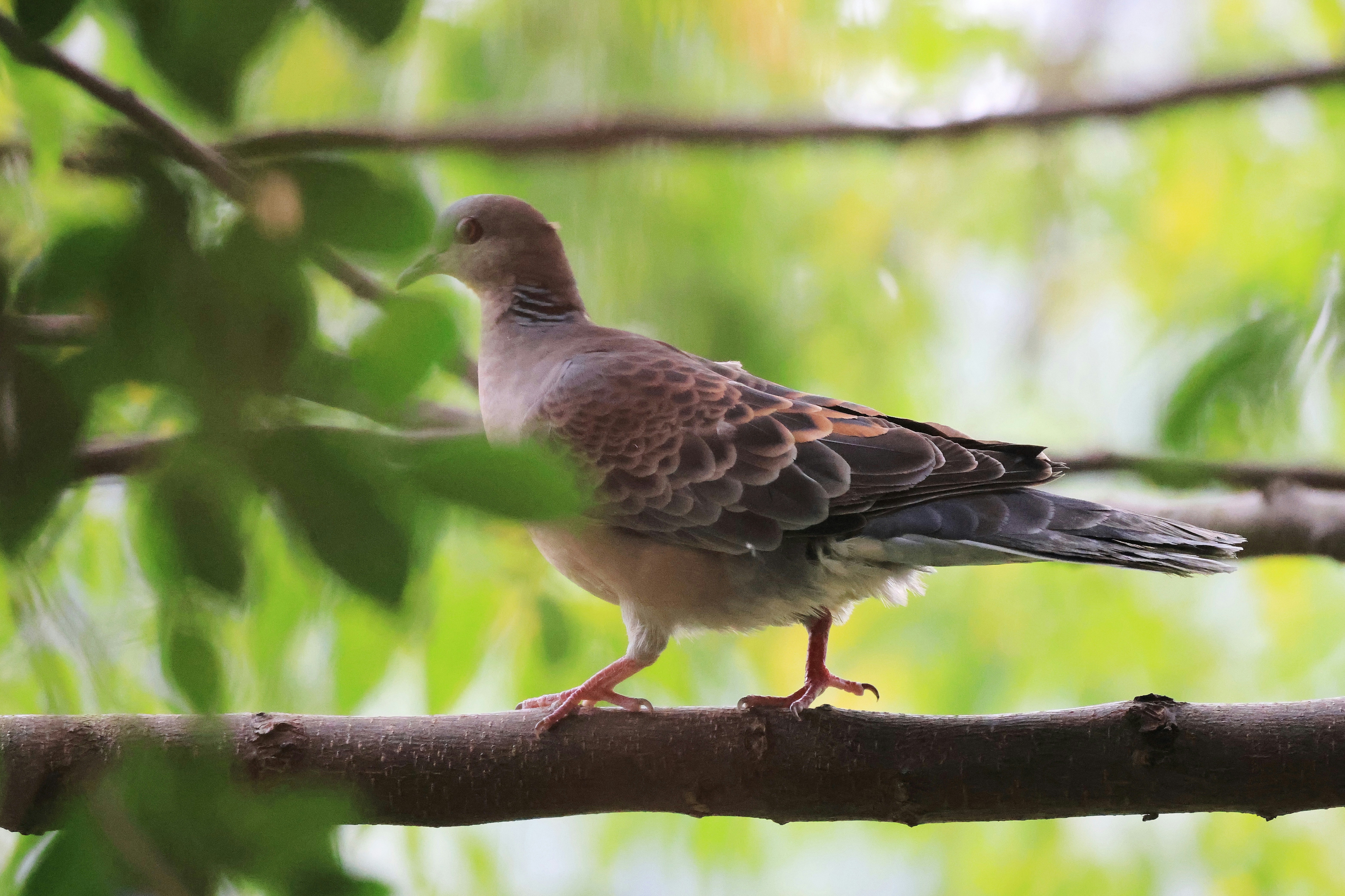 Photo by dickenslin76