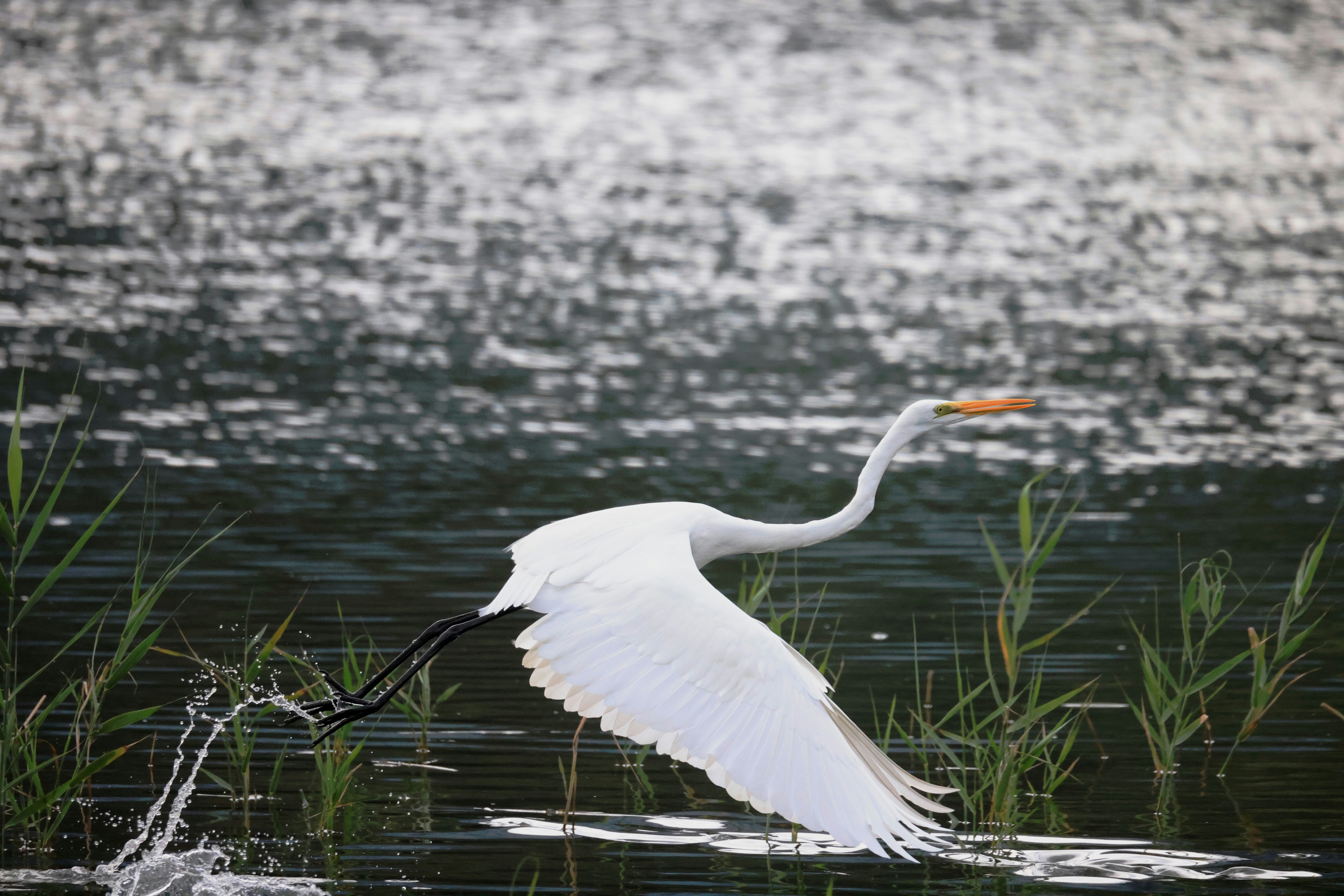 Photo by dickenslin76