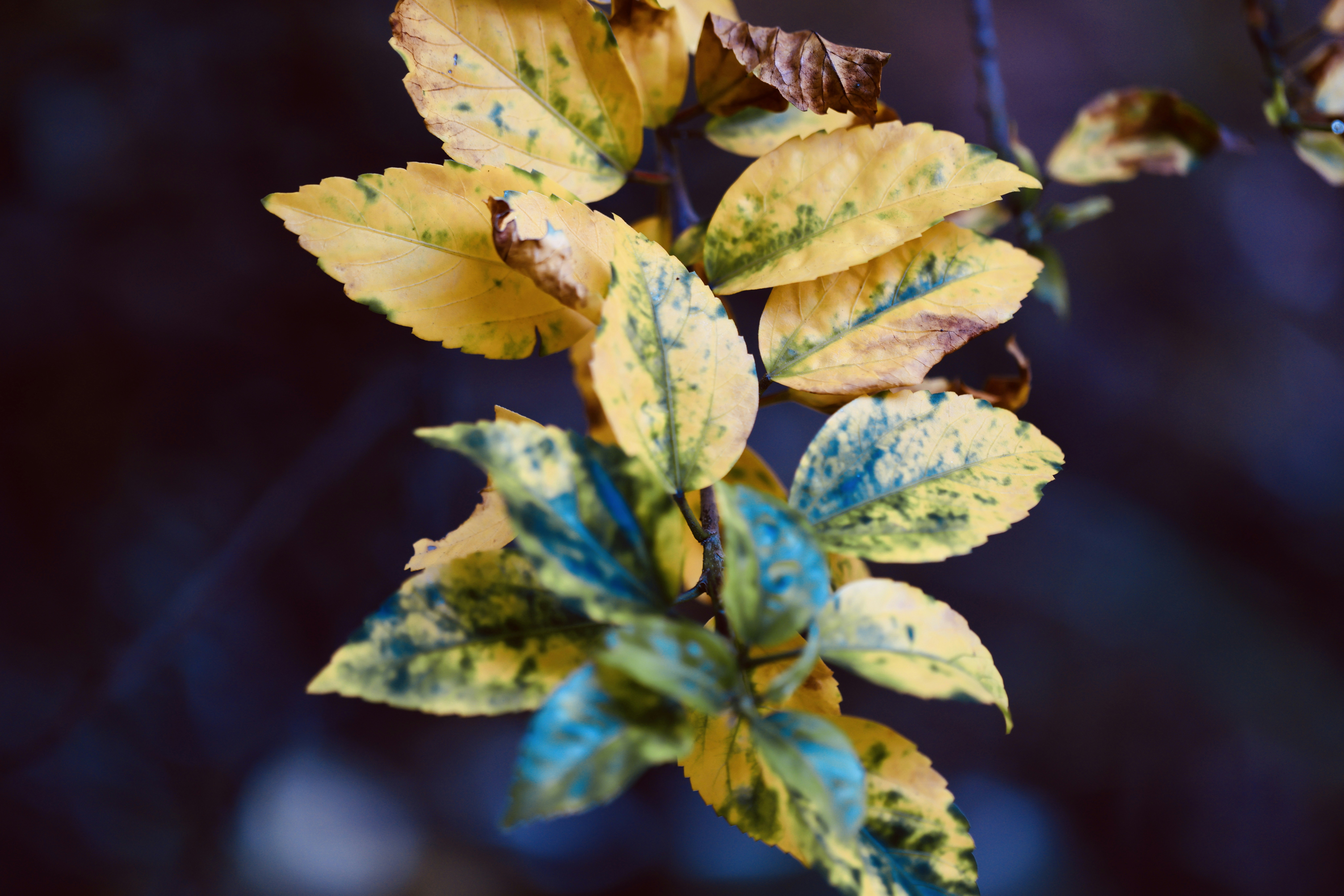 Photo by dickenslin76