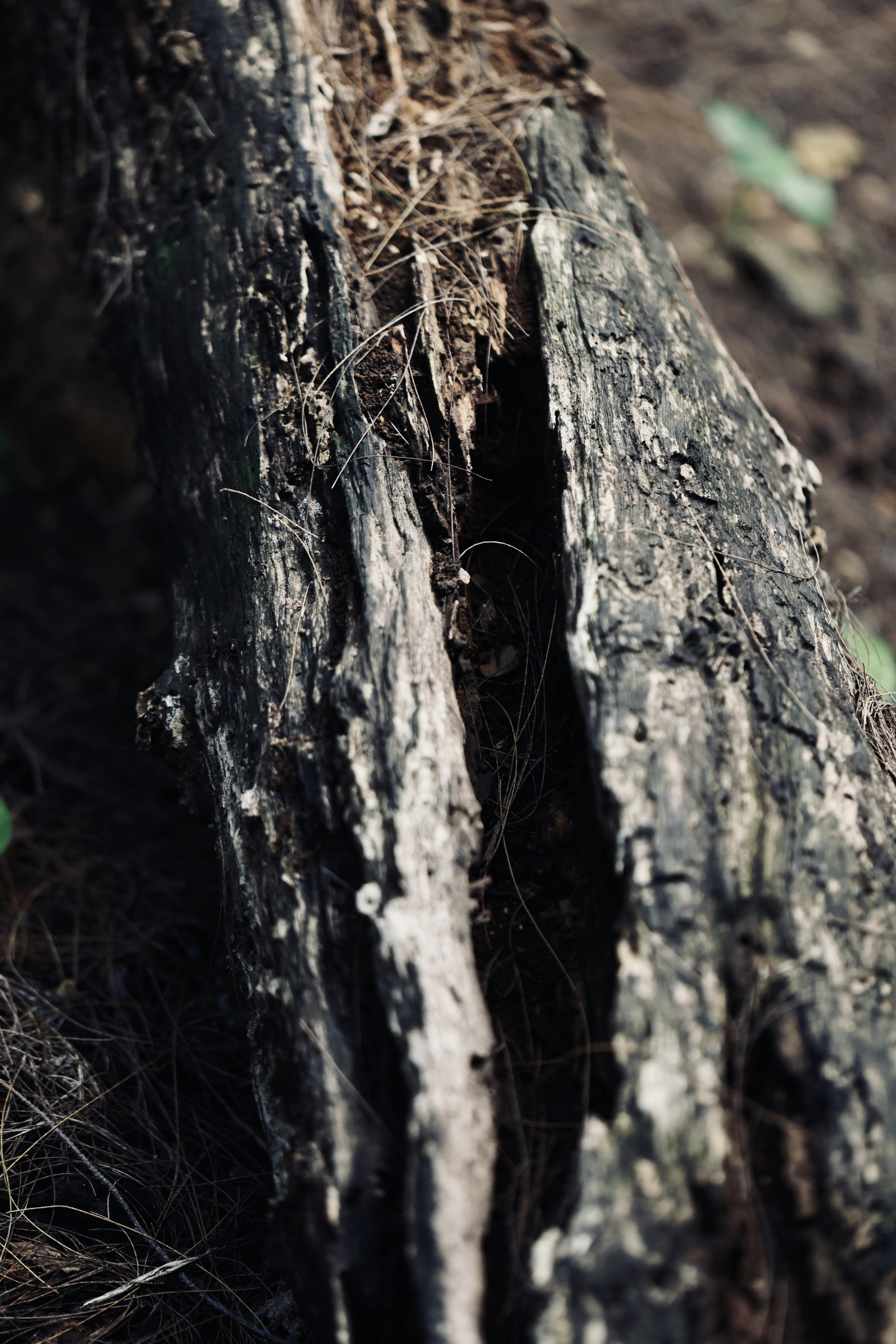 Photo by dickenslin76