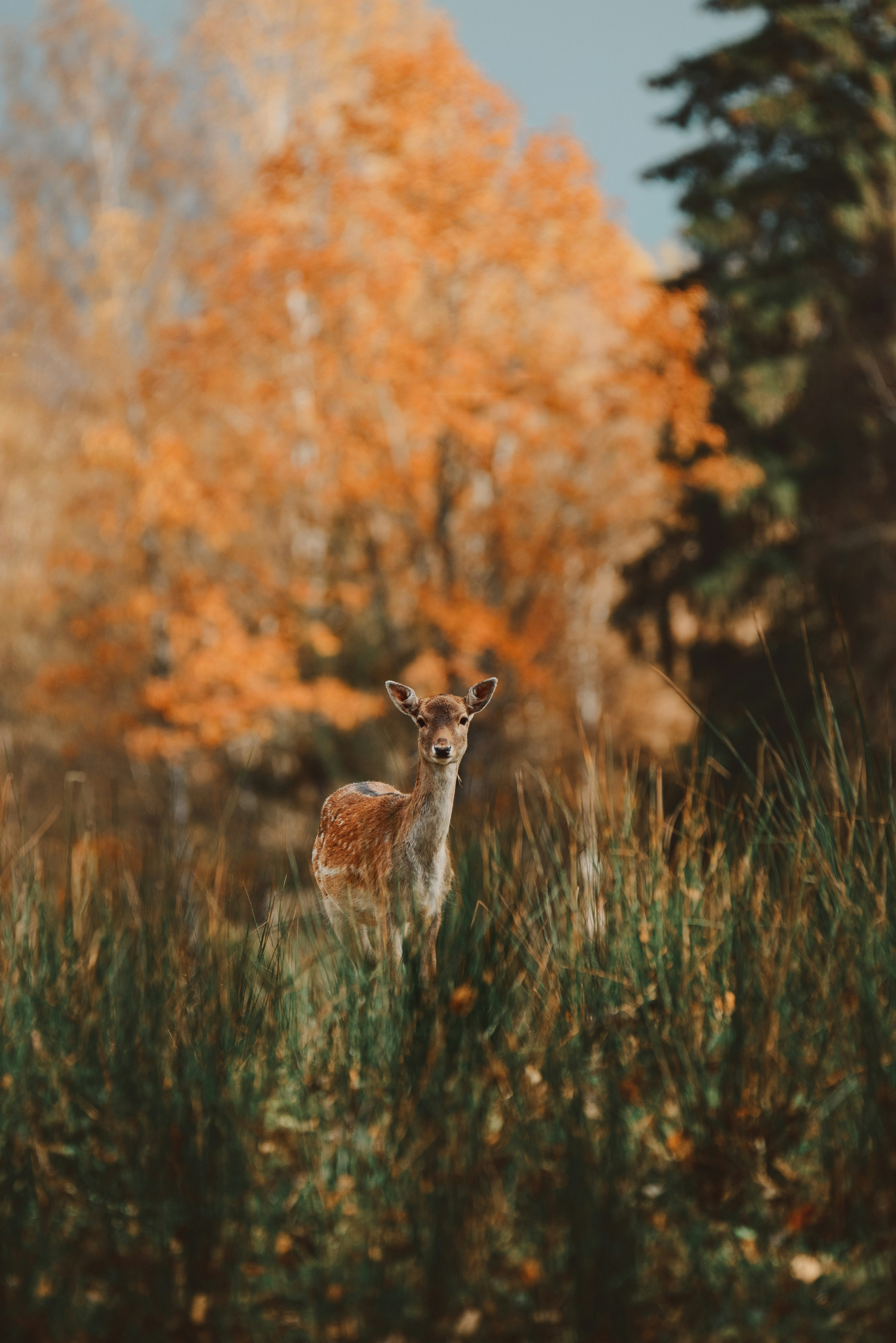 Photo by anitaaustvika