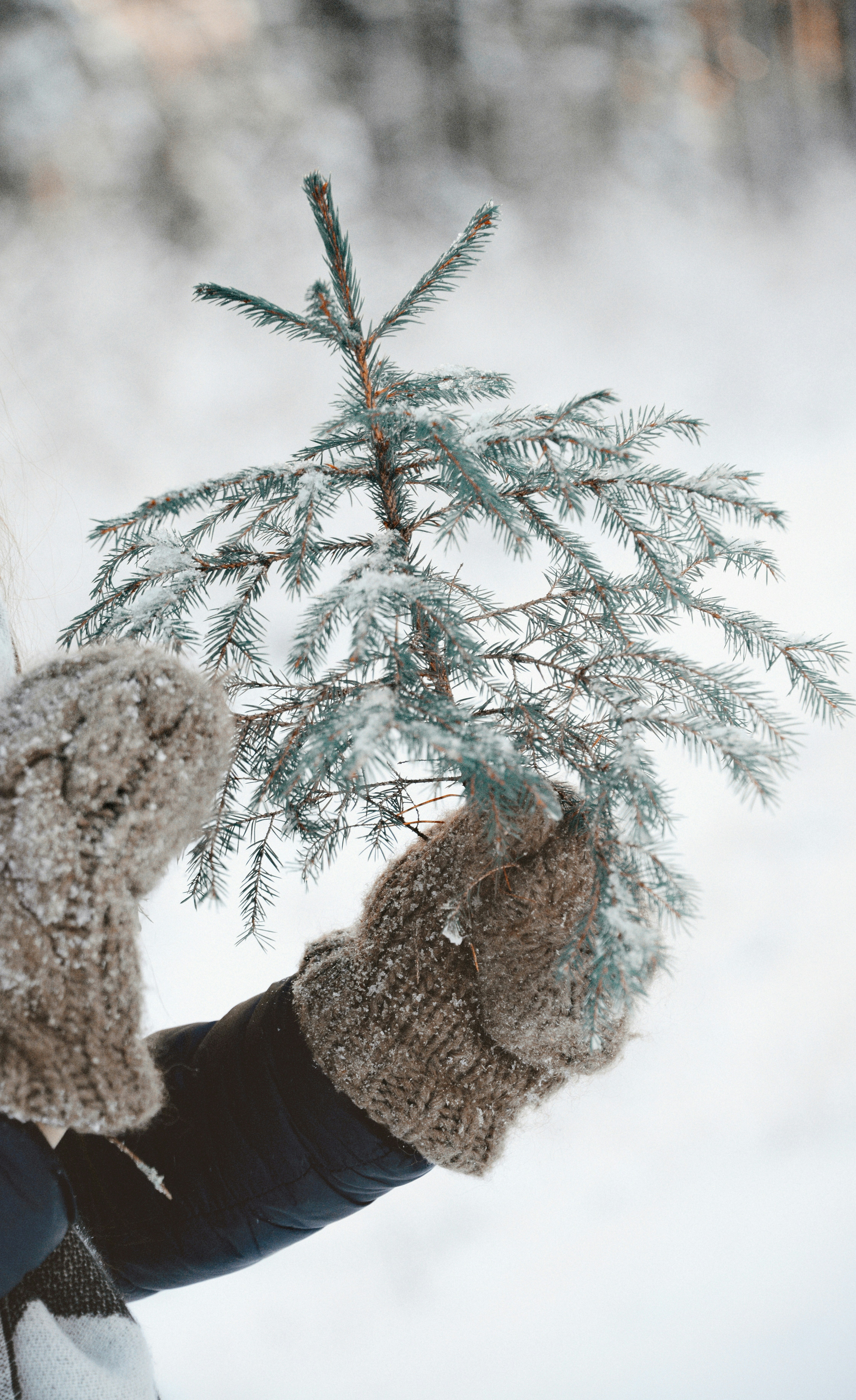 A tree branch with snow on it photo – Free Woman Image on Unsplash