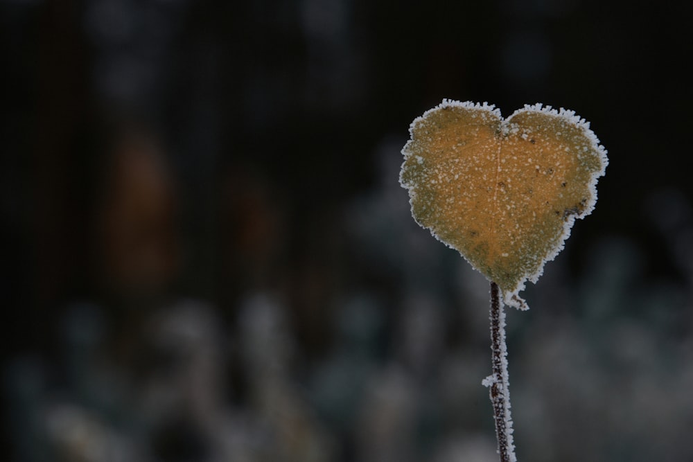 a close up of a leaf