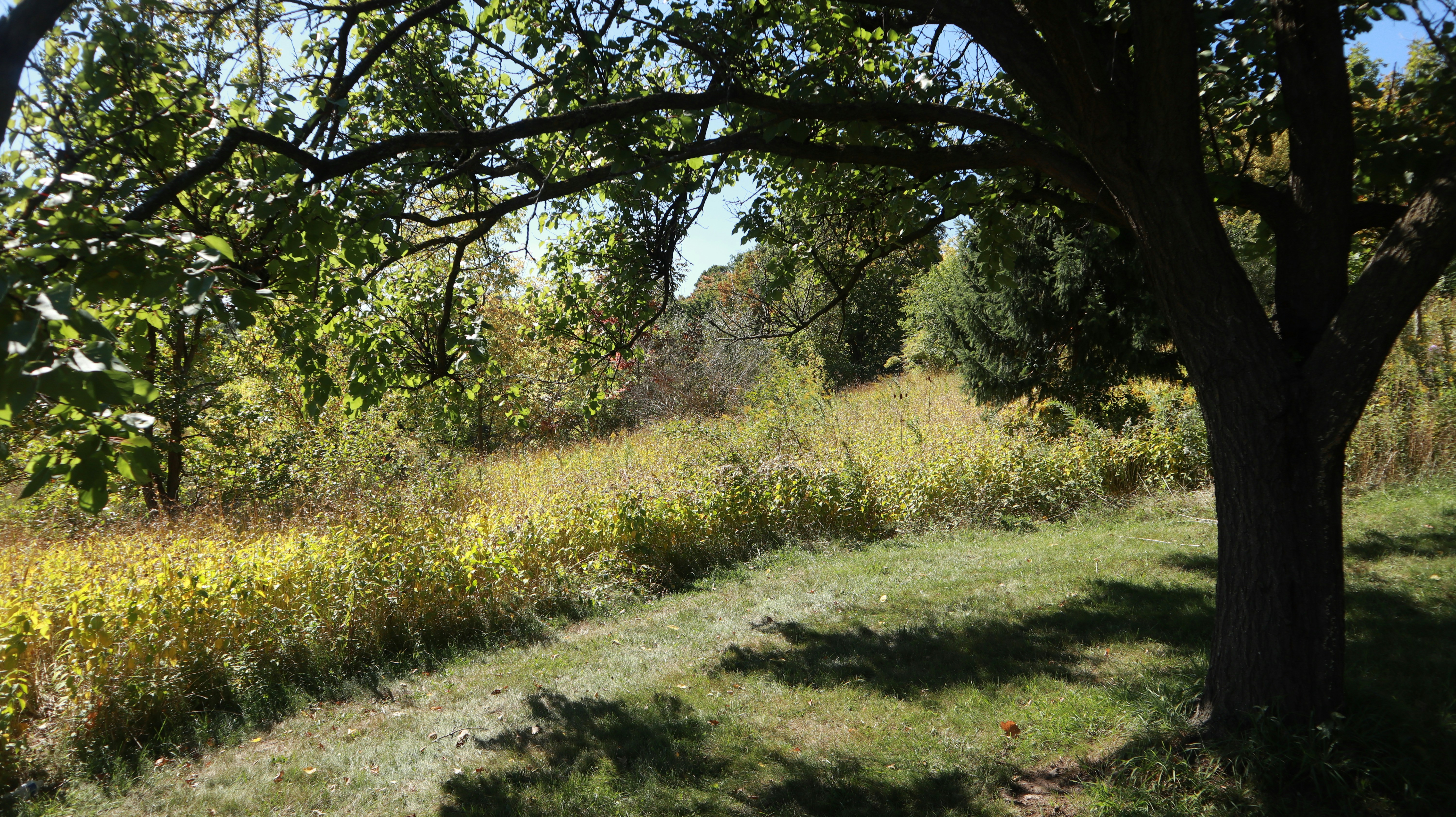 a grassy area with trees and bushes
