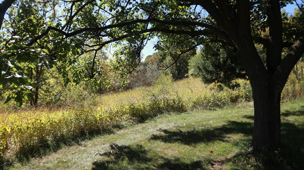 a grassy area with trees and bushes