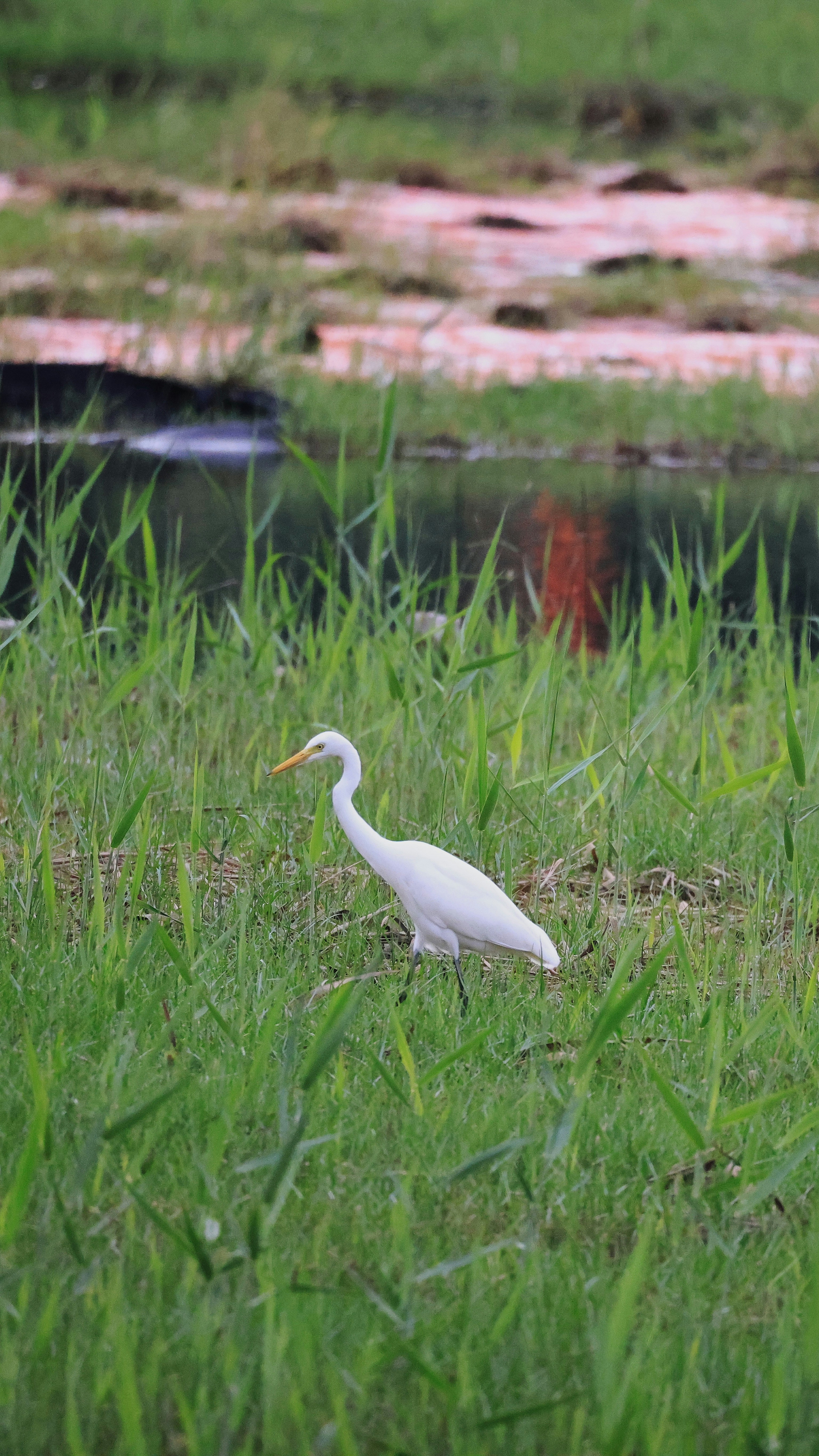 Photo by dickenslin76