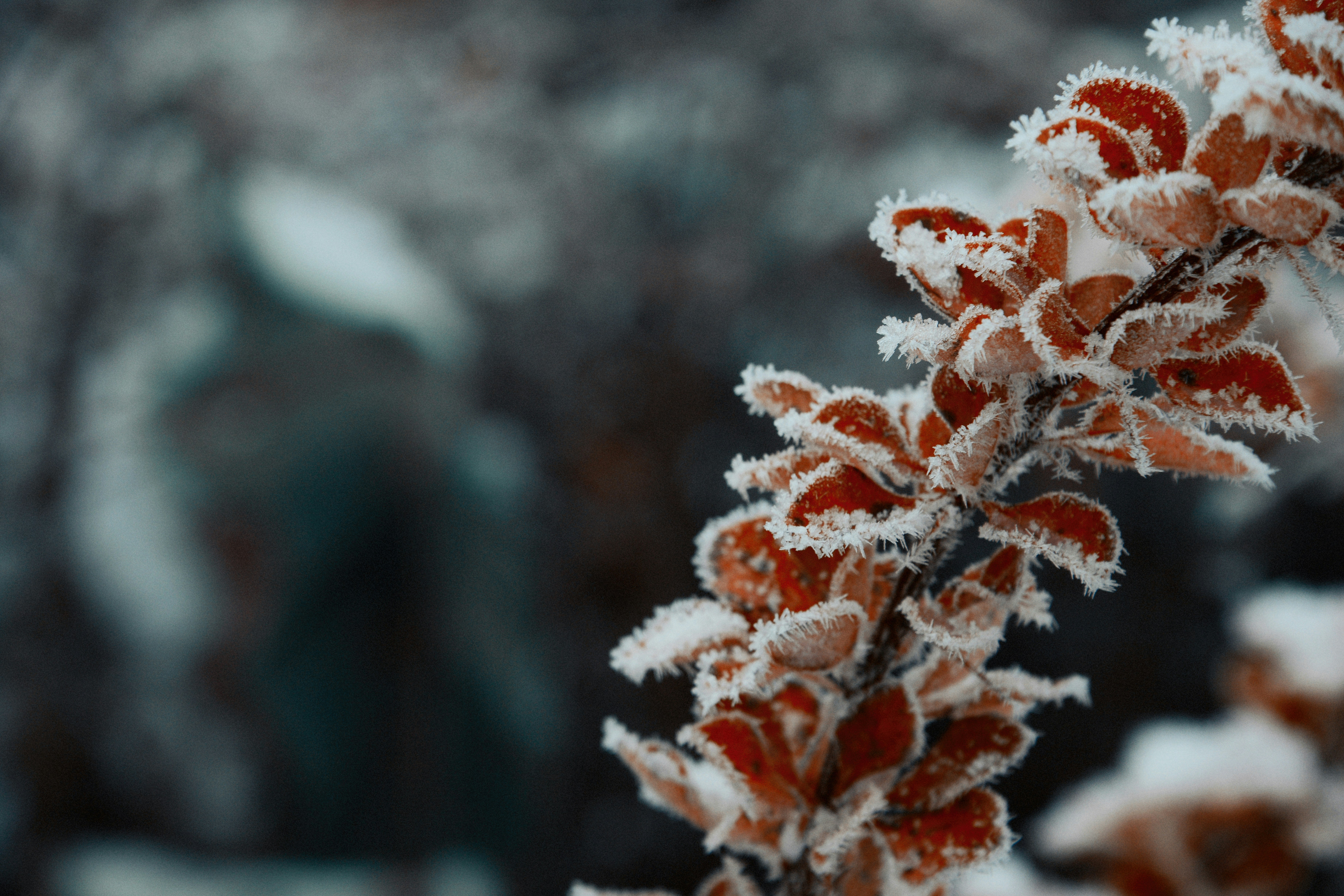 A close up of a tree branch photo – Free Ice Image on Unsplash