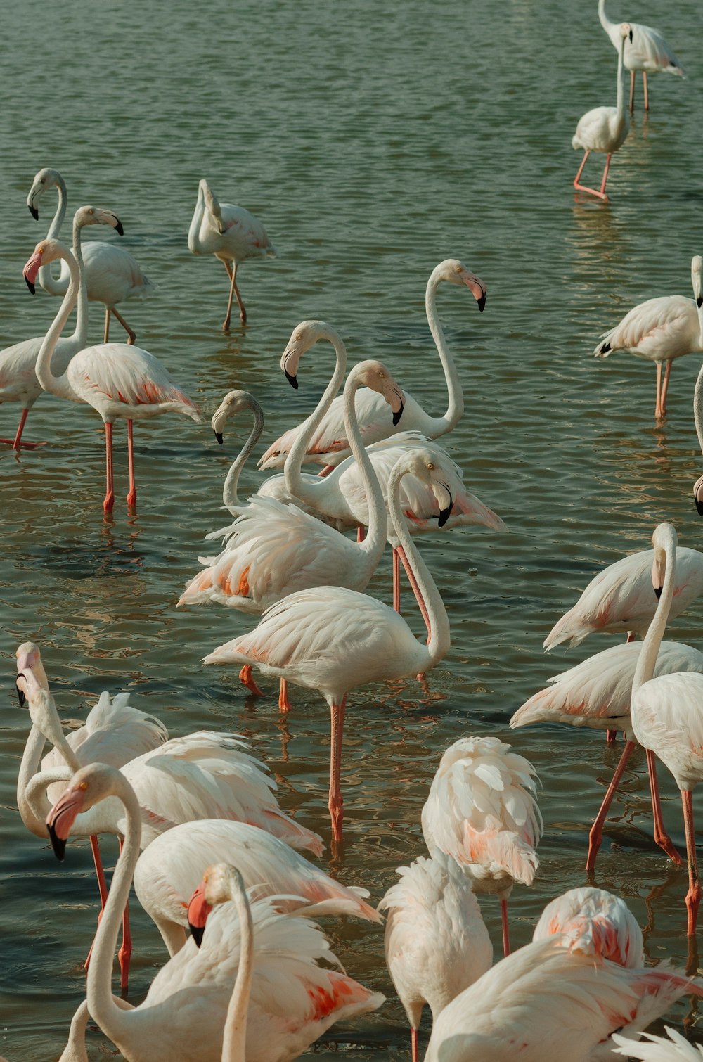 a group of flamingos in the water