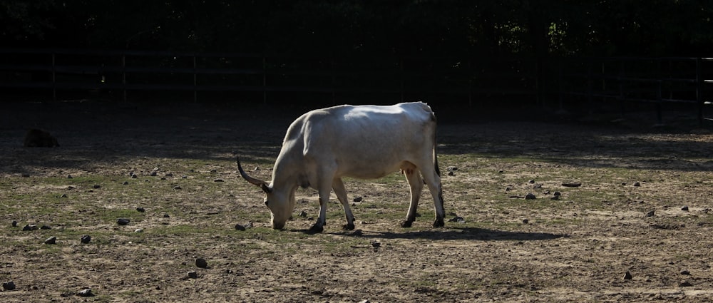 a cow grazing in a field