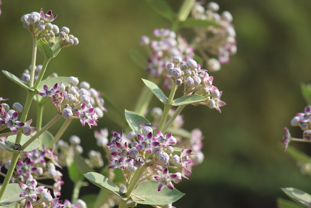 close up of a plant