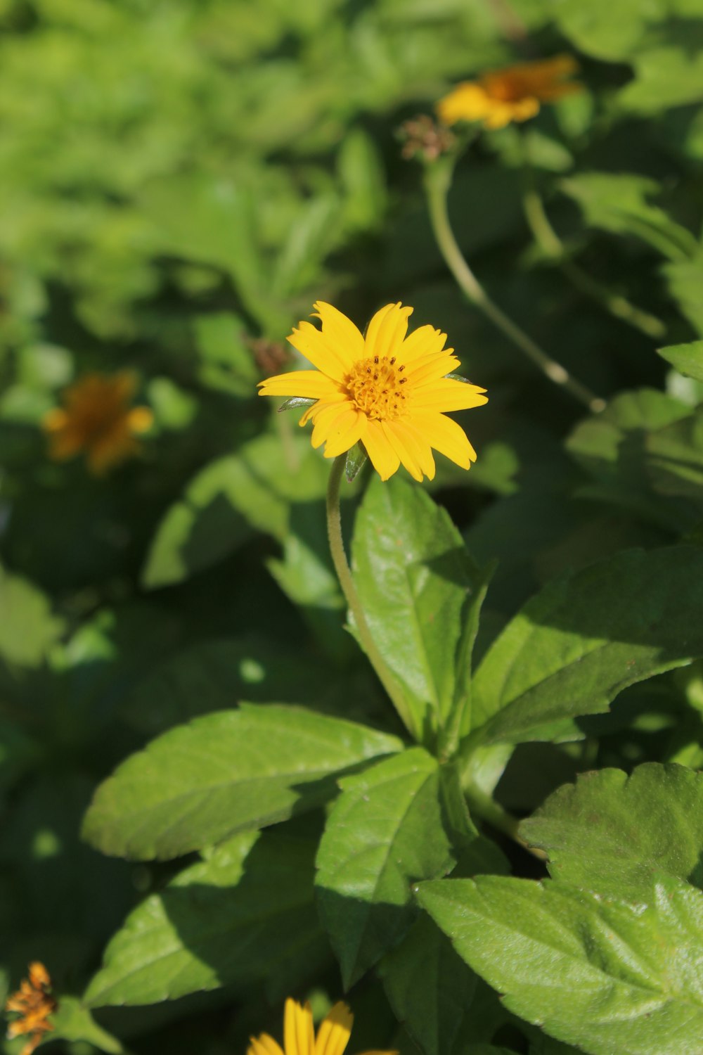 a yellow flower on a plant