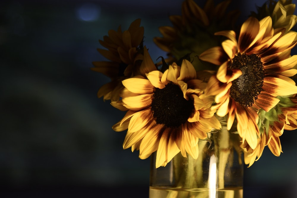 a group of sunflowers in a glass vase