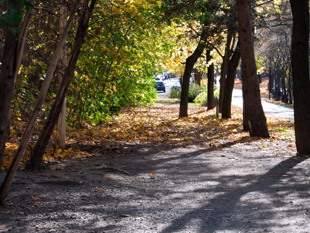 a path with trees on the side