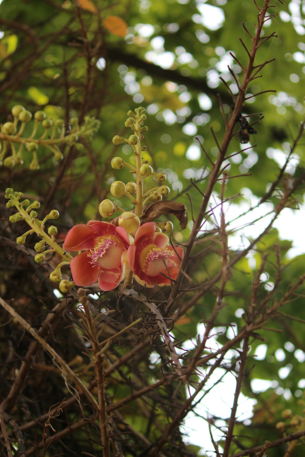 a close up of some berries