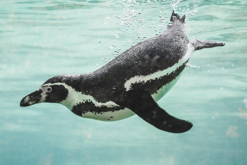 a penguin swimming in water
