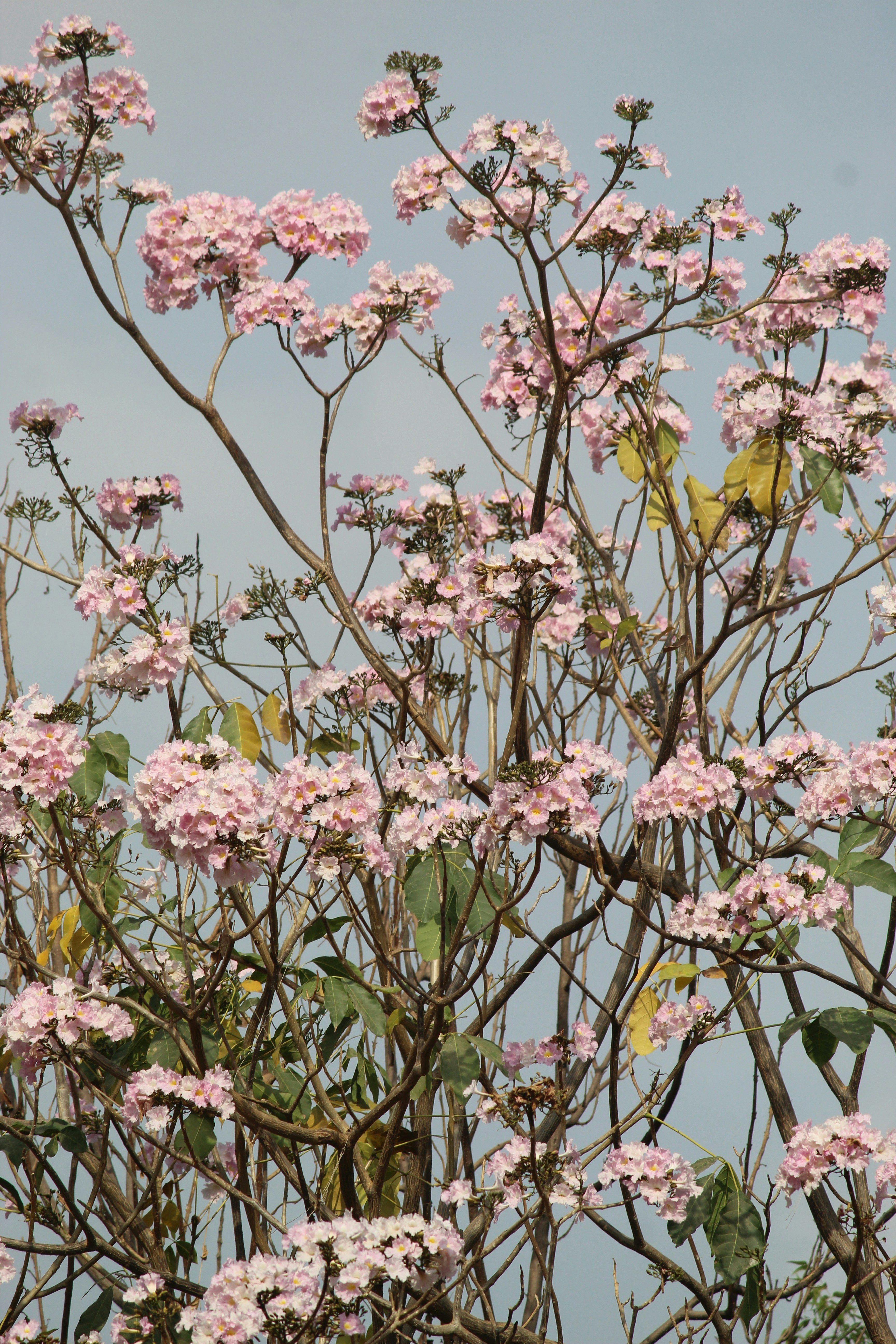 Un árbol con flores rosadas