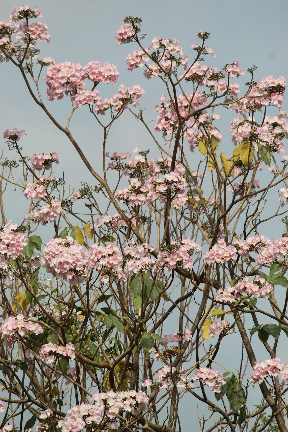 a tree with pink flowers