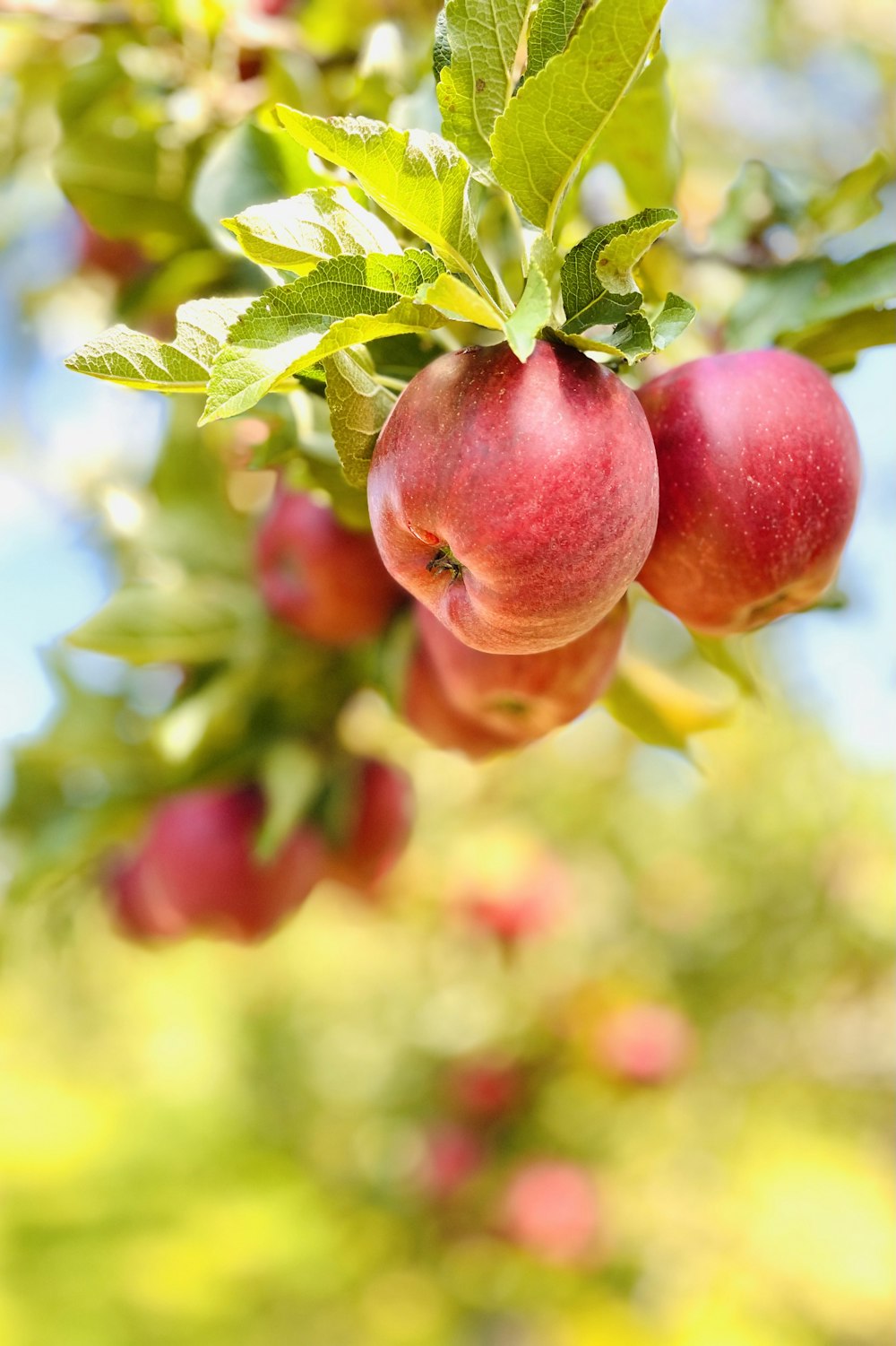 apples growing on a tree