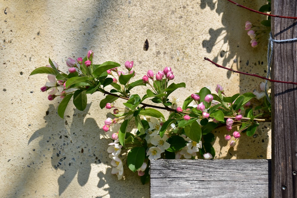 a plant with pink flowers