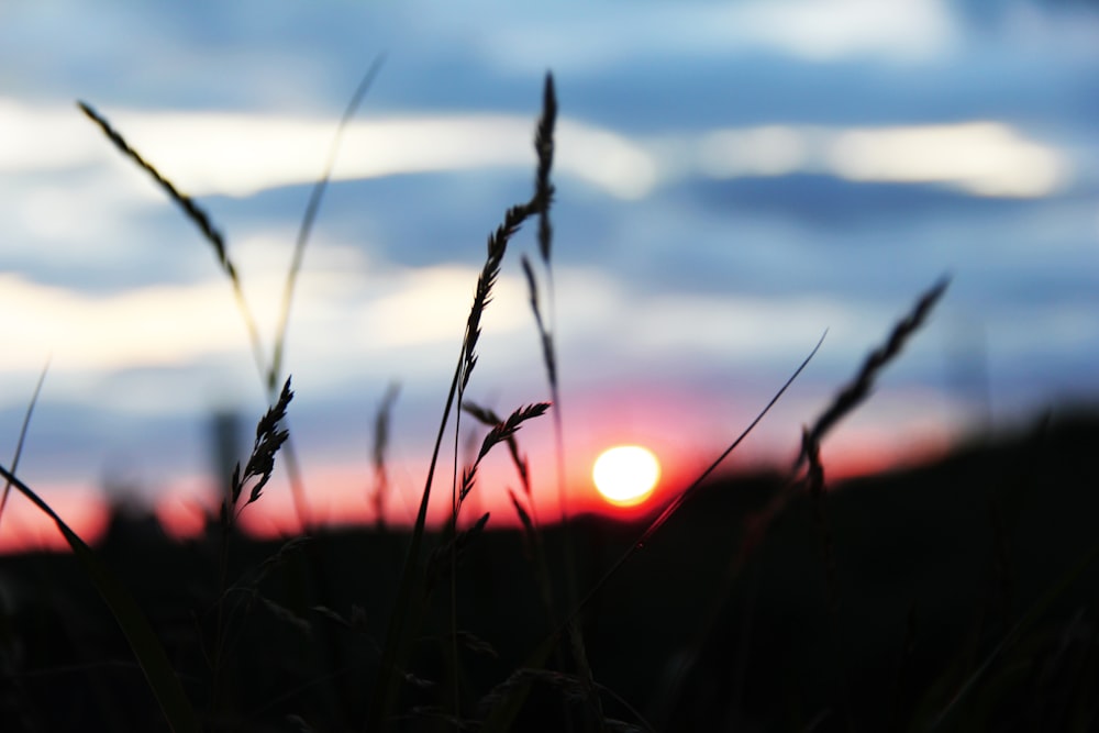 a field of wheat with the sun setting in the background