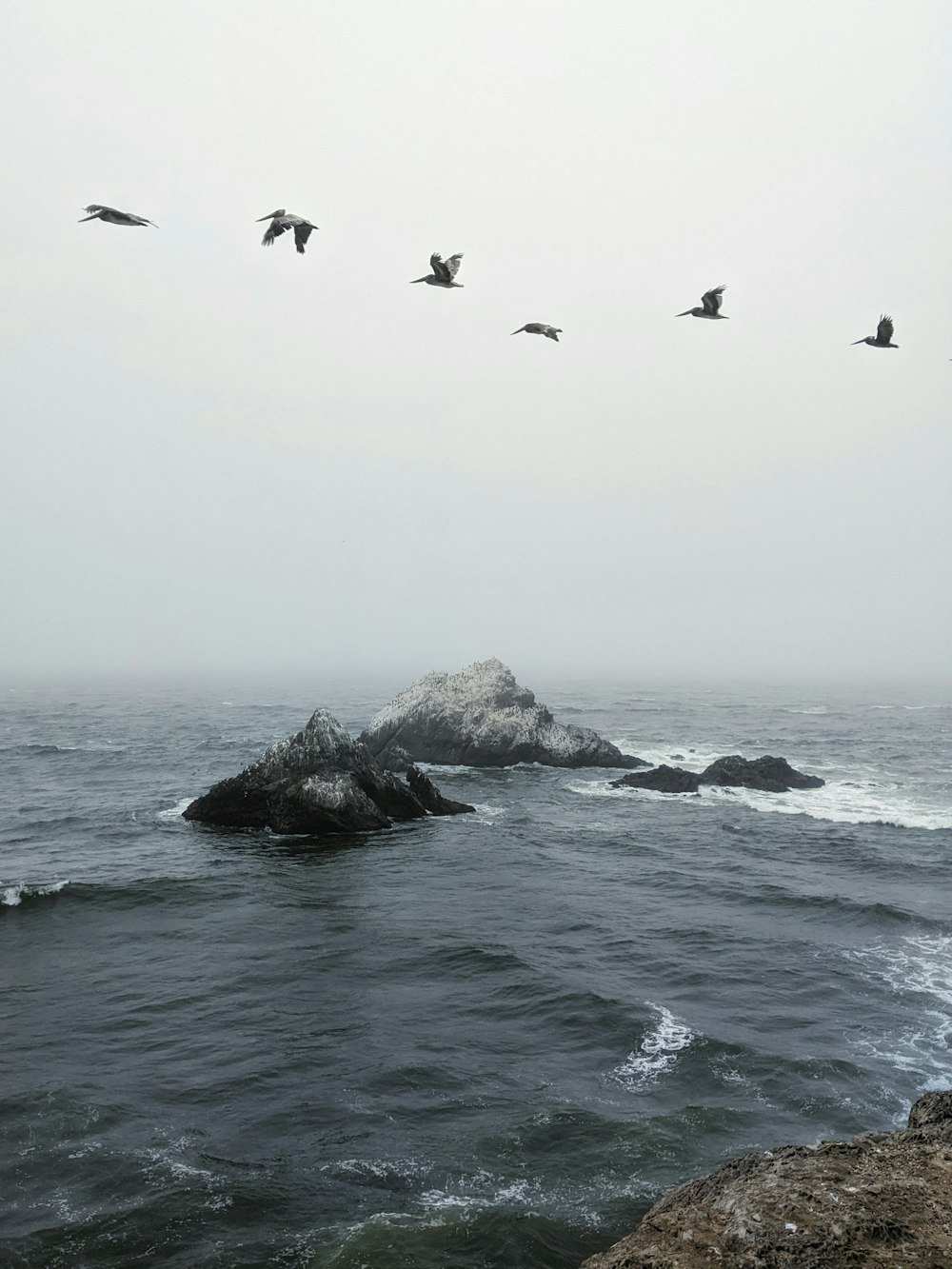 birds flying over a rocky beach