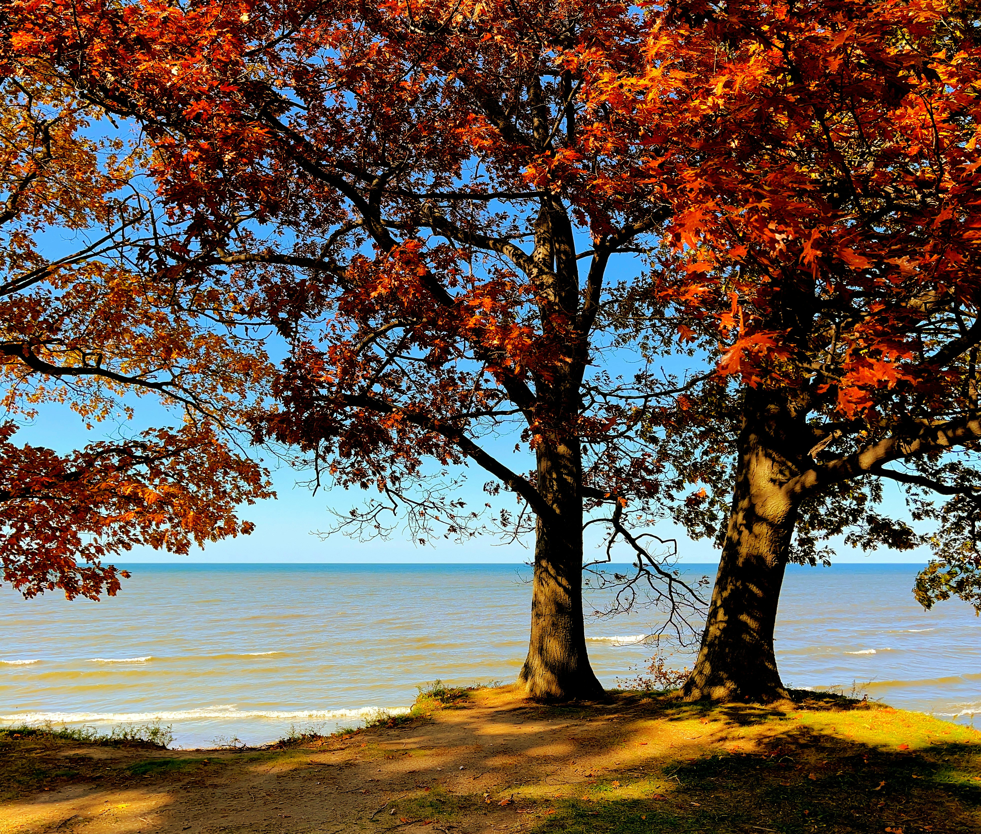 a tree with orange leaves next to a body of water