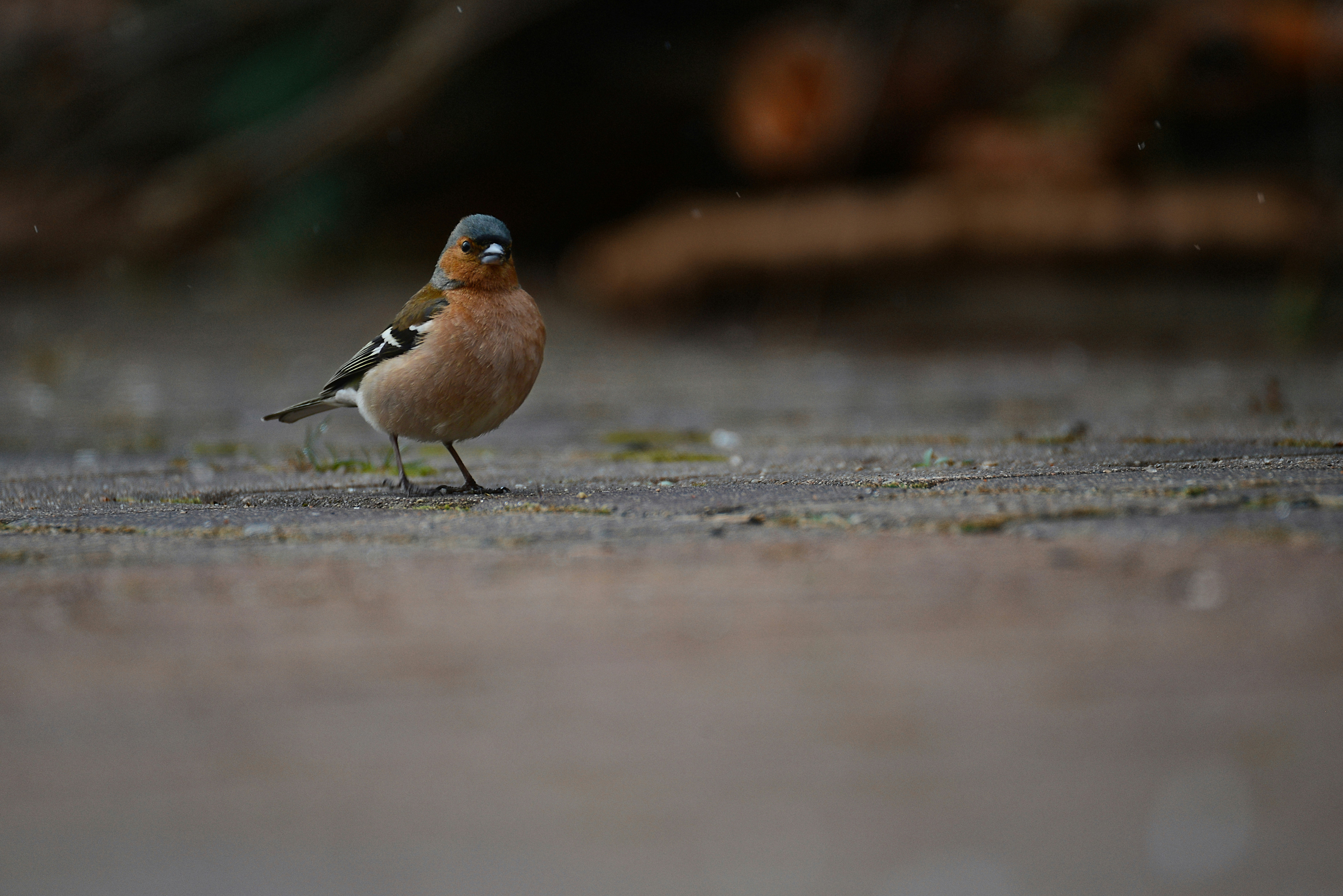 Photo by anitaaustvika