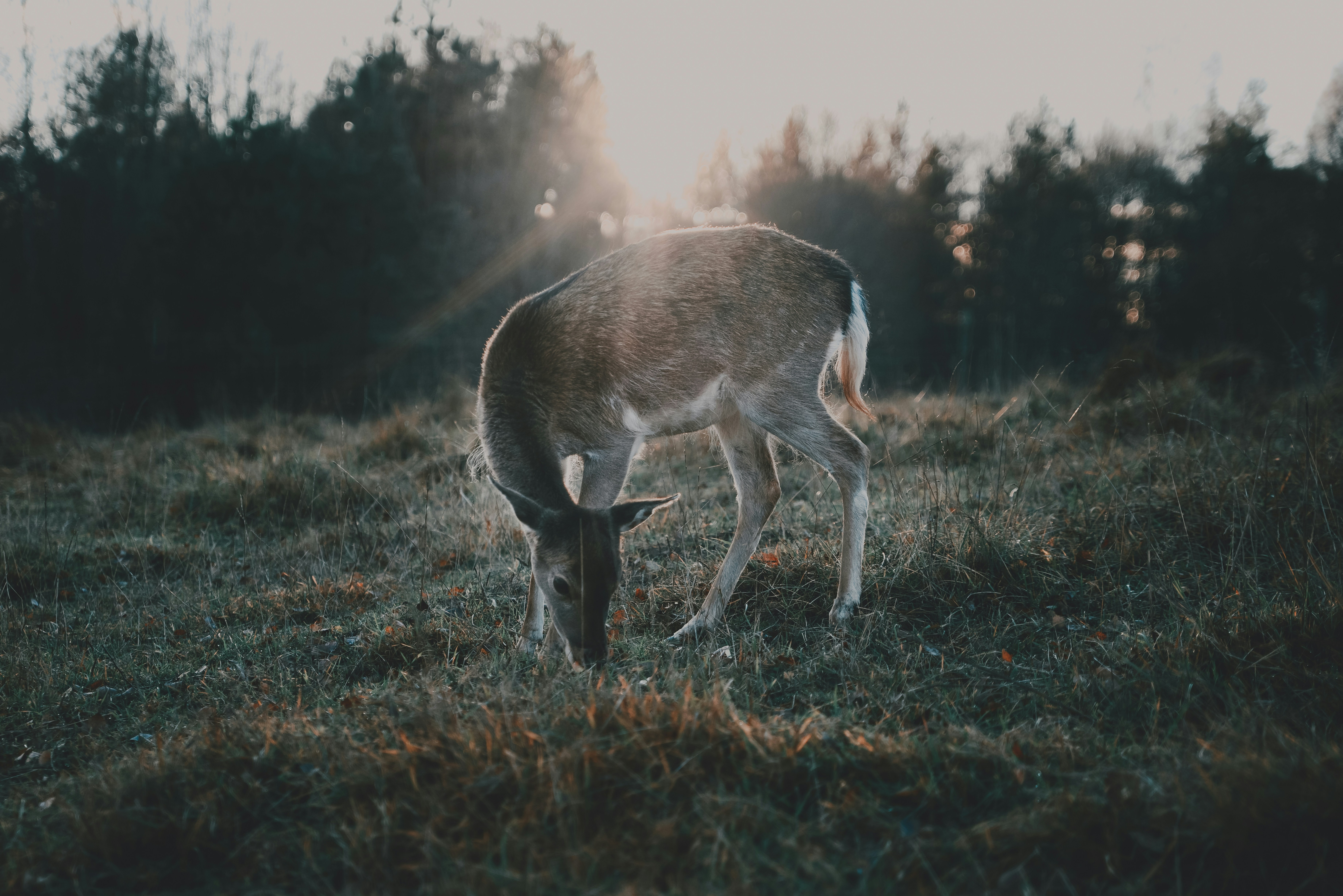 Photo by anitaaustvika