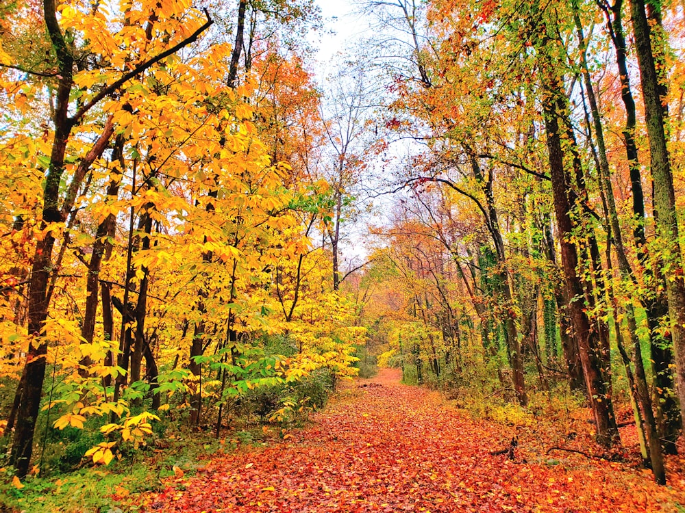 a path through a forest