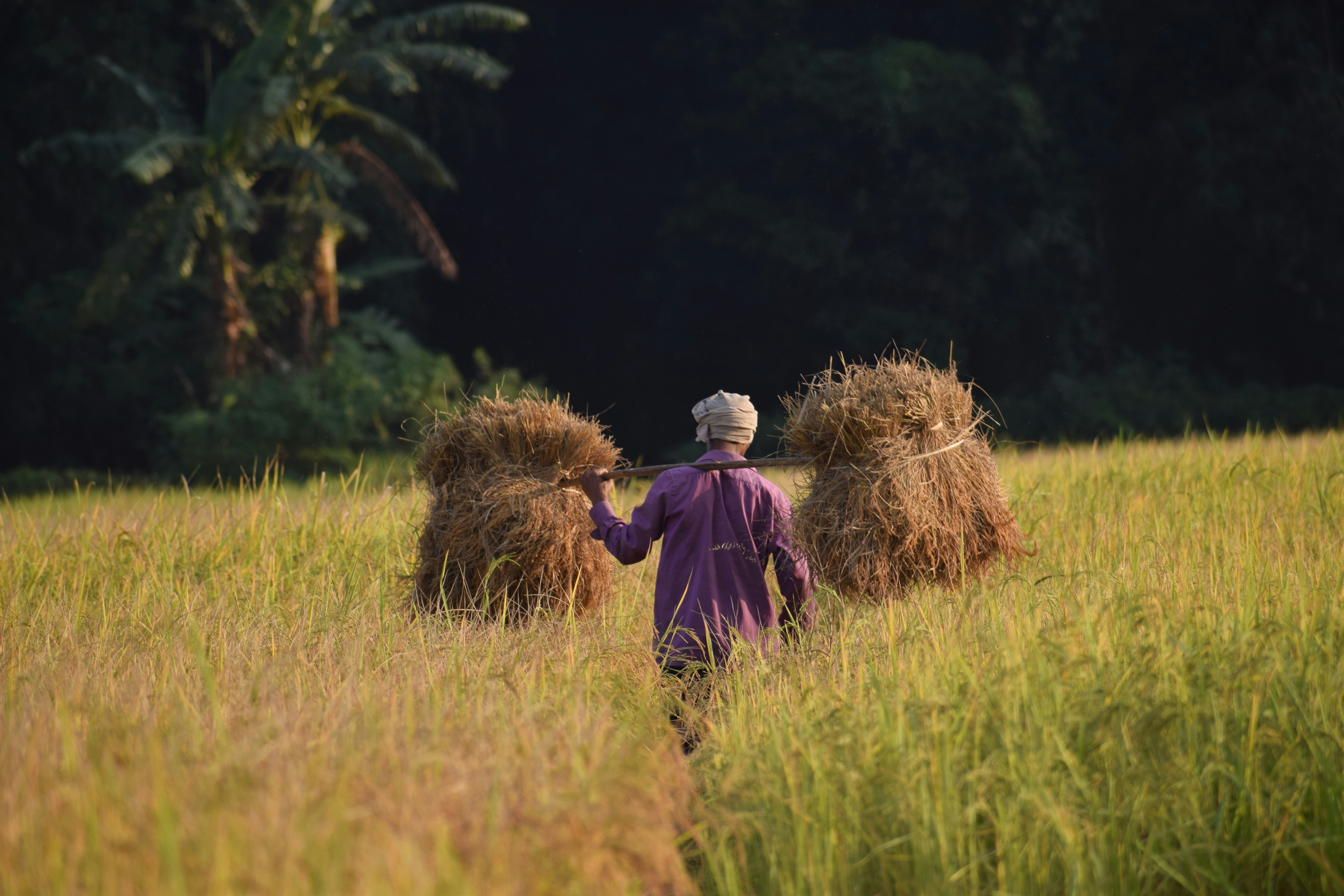 a person carrying bundles of hay