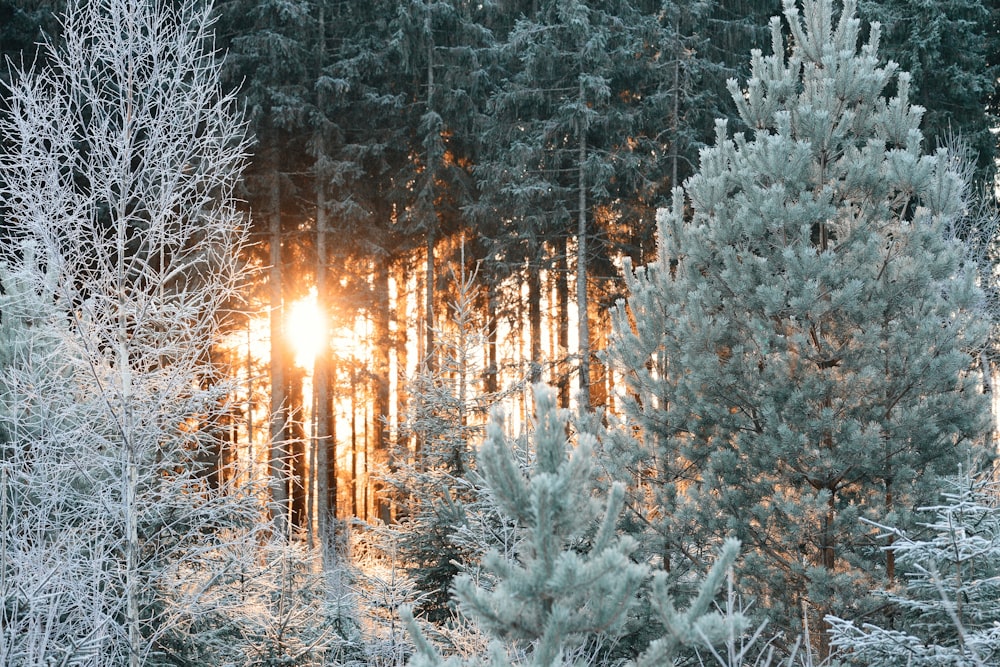 a forest with snow