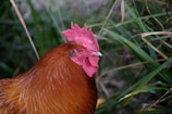 A close-up view of a rooster with vibrant, reddish-brown feathers and a distinctive pink comb. The image is set against a backdrop of green foliage, adding contrast to the rooster's striking colors.