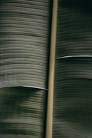 Close-up view of layered, textured banana leaves with a central stem dividing the leaf surface. The leaves exhibit a natural, muted green color with fine lines and grooves running horizontally.