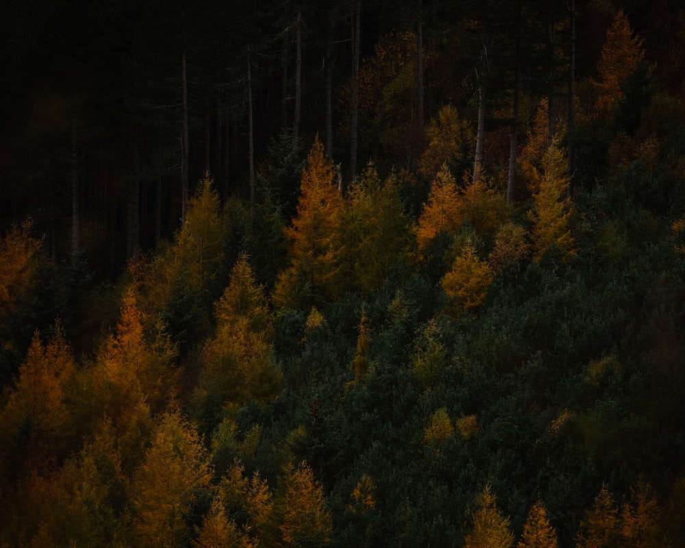 a forest of trees at night