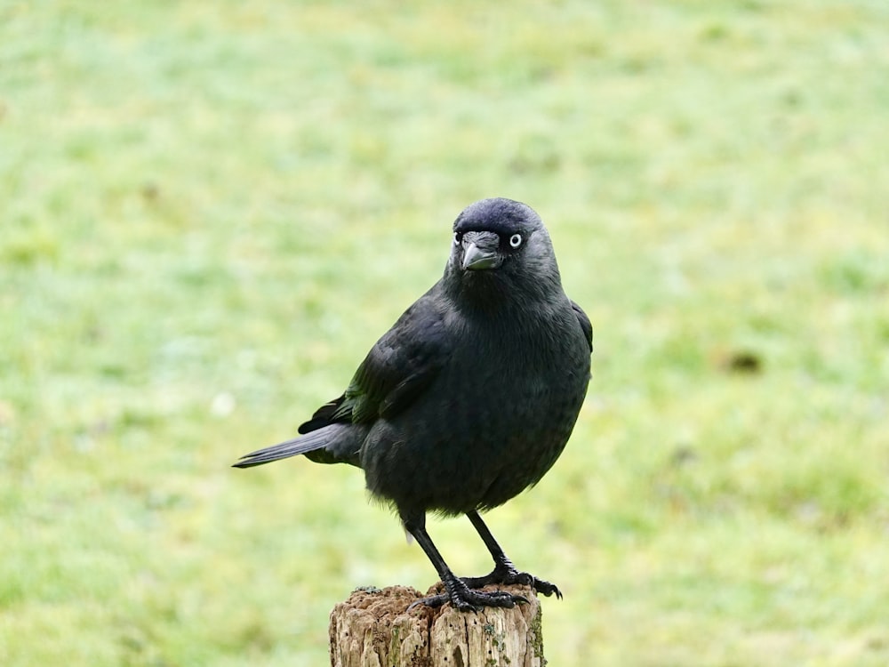 a black bird on a stump