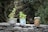 Three potted plants are placed on a stone wall. The plants are in makeshift containers, including a silver pot, a printed can, and a rusty tin can. Leafy green plants and succulents are present, with a background of dense foliage.