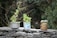 Three potted plants are placed on a stone wall. The plants are in makeshift containers, including a silver pot, a printed can, and a rusty tin can. Leafy green plants and succulents are present, with a background of dense foliage.