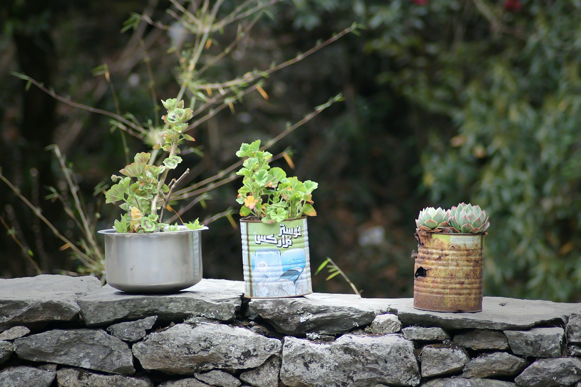Three potted plants are placed on a stone wall. The plants are in makeshift containers, including a silver pot, a printed can, and a rusty tin can. Leafy green plants and succulents are present, with a background of dense foliage.